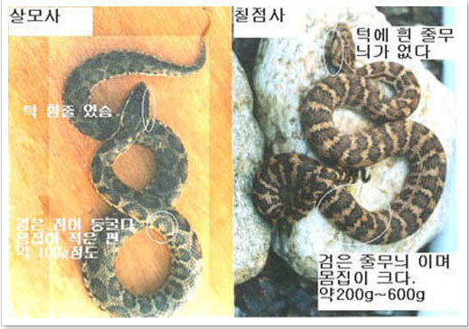 이미지명