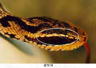 이미지명