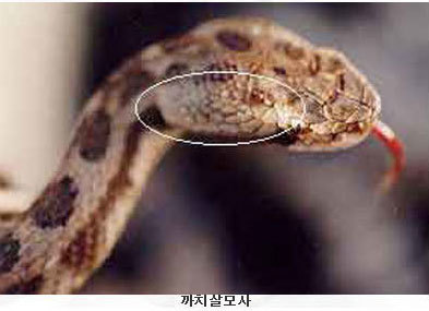 이미지명