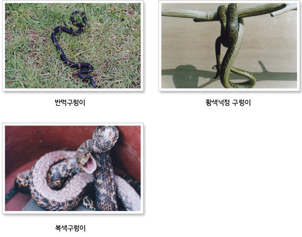 이미지명
